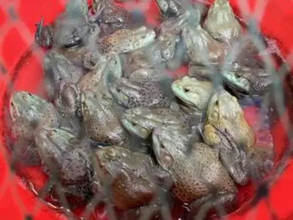 食用ガエルに過剰抗生物質　中国当局、調査