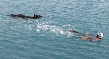 泳ぐ牛救助、海保の潜水士　沖縄・宮古島