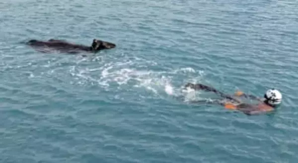 泳ぐ牛救助、海保の潜水士　沖縄・宮古島
