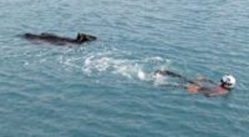 海で泳ぐ牛救助、海保の潜水士　沖縄・宮古島