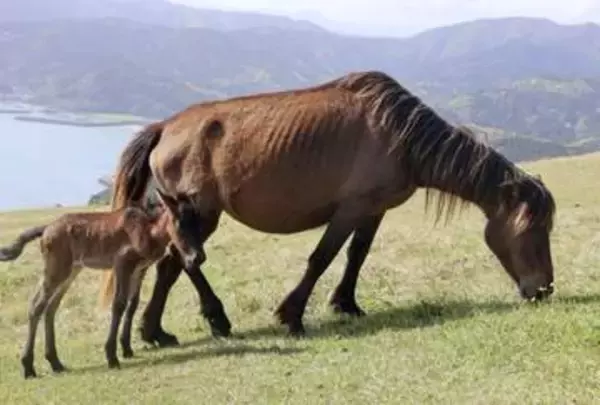野生馬の出産シーズン到来　宮崎最南端の都井岬