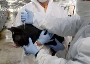 【独自】豚熱、全頭処分取りやめ　農水省方針、未感染除外