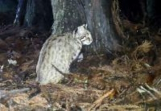 ツシマヤマネコ「回復傾向」　南は分布拡大、環境省調査