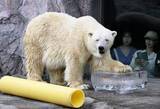「動物たちも氷でひんやり　北海道・旭山動物園」の画像1