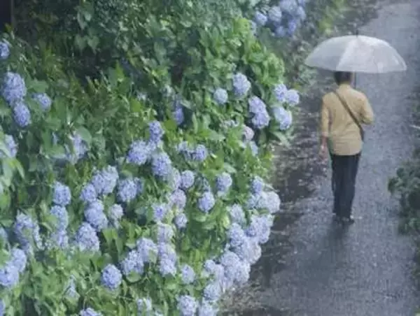 奄美地方が梅雨入り　全国で今年初、平年より早く