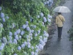 奄美地方が梅雨入り　全国で今年初、平年より早く