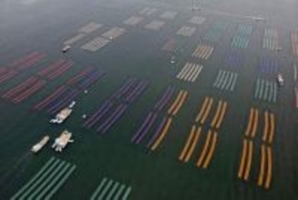 佐賀のり、日本一奪還へ　販売額、兵庫抑え4年ぶり