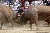 「体重1トン同士が激突、迫力の力比べ　岩手・久慈、闘牛で「短角種」もPR」の画像1