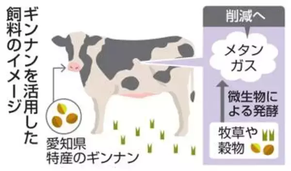 牛用ギンナン飼料でメタンガス減　温暖化対策、愛知県開発へ