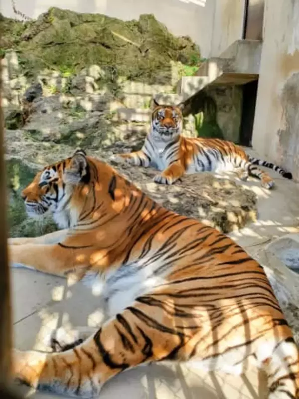 国内最高齢のトラ死ぬ、長野　20歳、双子不在で食欲不振