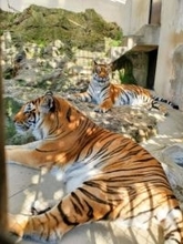 国内最高齢のトラ死ぬ、長野　20歳、双子不在で食欲不振