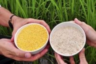 比の「黄金の米」、裁判続き普及せず　組み替え懸念、もはや不要な作物の見方も