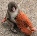 「ぬいぐるみ母に子ザル成長、千葉　SNS上、広がる「がんばれ」」の画像1