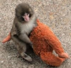 ぬいぐるみ母に子ザル成長、千葉　SNS上、広がる「がんばれ」