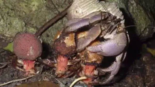 ヤドカリが寄生植物の種子を運搬　神戸大教授、国際誌に発表