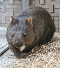 ウォンバットをお披露目、大阪　新たに2頭、五月山動物園