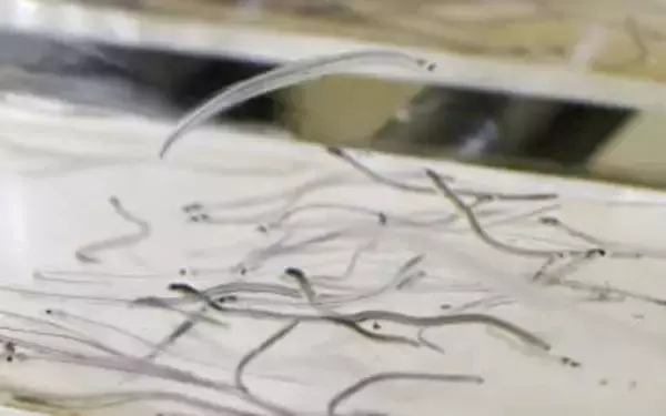 シラスウナギの取引透明化へ　記録義務付け、密漁阻止