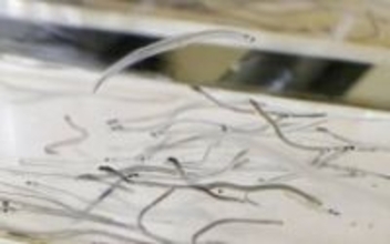 シラスウナギの取引透明化へ　記録義務付け、密漁阻止