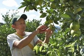 極早生ミカンの収穫本格化　酸味と甘み、和歌山南部