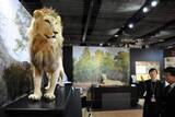 「猫の魅力伝える企画展　東京農業大、8月30日まで」の画像1
