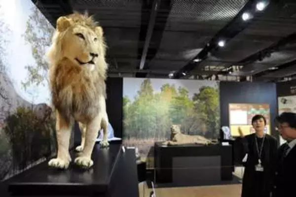 猫の魅力伝える企画展　東京農業大、8月30日まで