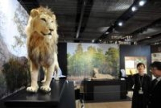 猫の魅力伝える企画展　東京農業大、8月30日まで