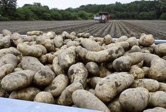 米国産ジャガイモ解禁前倒し浮上　トランプ政権の圧力が背景