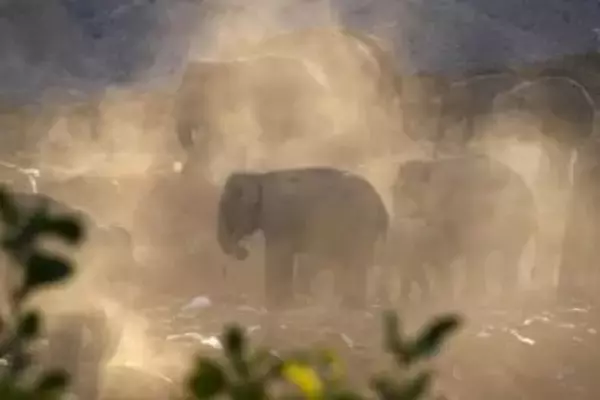 中国、獣害対策へ法案審議　クマやゾウ、死傷相次ぐ