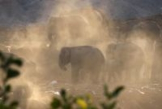 中国、獣害対策へ法案審議　クマやゾウ、死傷相次ぐ