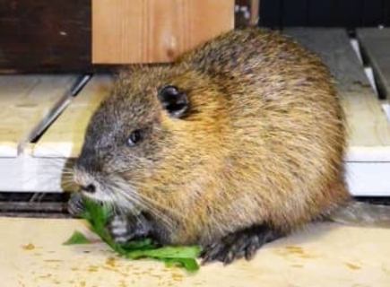 「厄介者」食材活用なるか　ヌートリア対策で、静岡