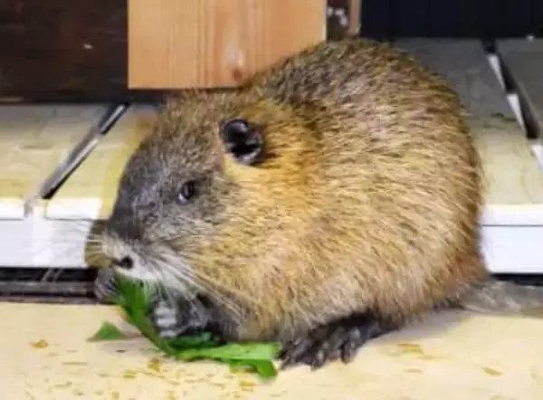 「厄介者」食材活用なるか　ヌートリア対策で、静岡