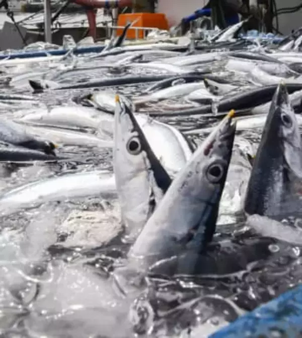 25年サンマ水揚げ前年1.7倍　国・地域首位奪還も全盛期の2割