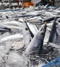 25年サンマ水揚げ前年1.7倍　国・地域首位奪還も全盛期の2割