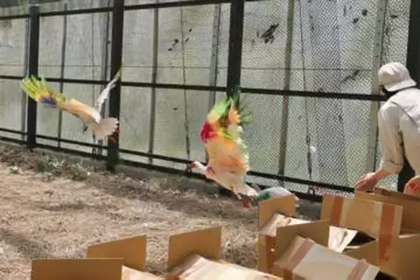 石川・中能登トキ放鳥へ訓練開始　2例目に向け新潟・佐渡で3カ月