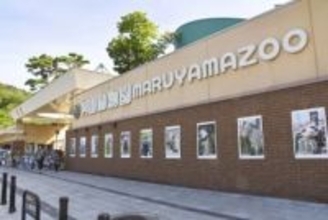 札幌、円山動物園にヒグマの足跡　敷地内で、臨時閉園に