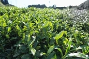 農水省、国産「日本茶」保護登録　模倣品対策、産地限定せず