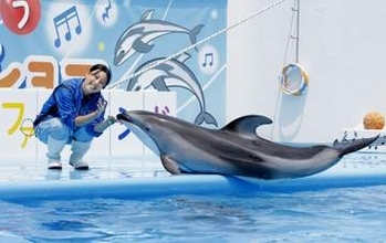 イルカショーで元気届ける　能登出身の若手トレーナー