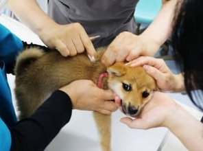 狂犬病ワクチン通年可能に　4～6月限定規則見直しへ
