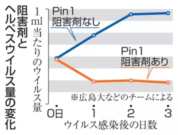 ヘルペス増殖抑制、新方法発見　他の感染症も効果期待、広島大