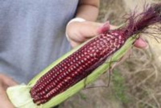 赤いトウモロコシ全国で、SNSの発信注目　奈良の種苗メーカー開発
