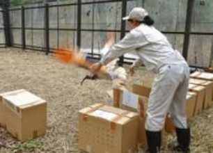 能登半島でトキ放鳥へ訓練始まる　佐渡の里山ケージで3カ月