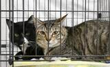 「犬猫、マッチングサイトで「縁結び」　宮城、殺処分ゼロへ保護団体・個人も参加」の画像1