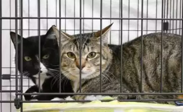 犬猫、マッチングサイトで「縁結び」　宮城、殺処分ゼロへ保護団体・個人も参加
