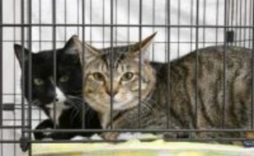 犬猫、マッチングサイトで「縁結び」　宮城、殺処分ゼロへ保護団体・個人も参加