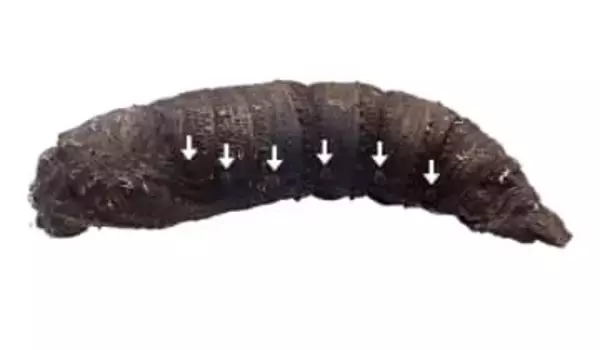 ガのさなぎ、ヘビの声まね？　空気噴出音で捕食者威嚇か