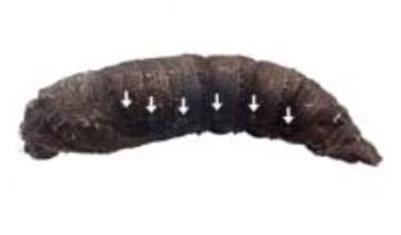 ガのさなぎ、ヘビの声まね？　空気噴出音で捕食者威嚇か