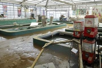 台風で販売目前のニシキゴイ流出　千葉、農水業広範囲に被害