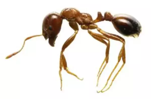 「アリの餌分け合い世界初可視化　動画で追跡、外来種駆除応用も」の画像