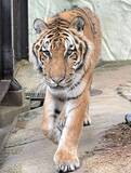 「国内最高齢のアムールトラ死ぬ　20歳の「カイ」、福岡市動物園」の画像1