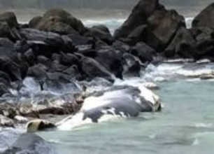 鳥取の海岸にクジラ漂着　10～15m、死後数日か